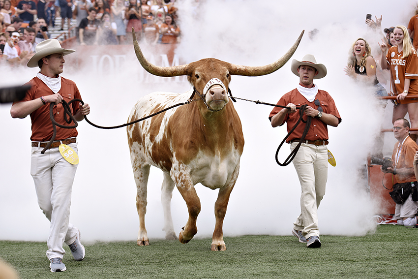 Bevo the Texas Longhorn mascot exhaling smoke